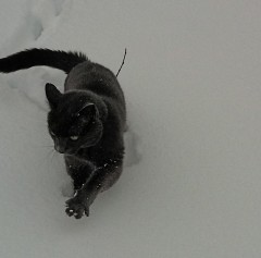 Harvey prowling in the Snow