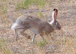 Jackrabbit