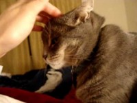 Petting Grey Cat Harvey